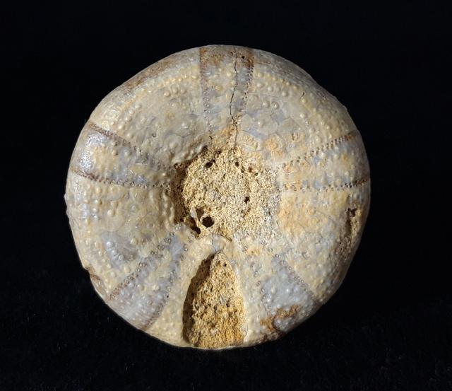 Holectypus depressus (LESKE 1778) - Bild © FossNet FossilienStore